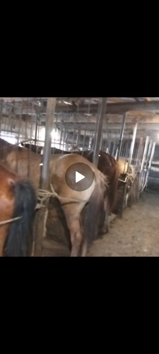 Продам тайчиков с поля