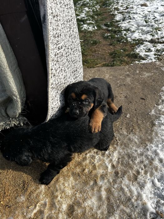 Щенки овчарка  продаю