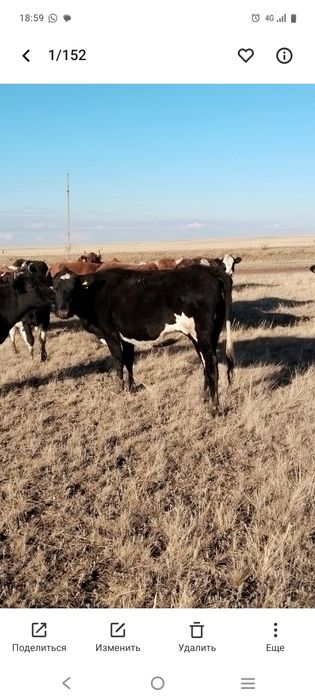 Продам две коровы аулеколь, ангус