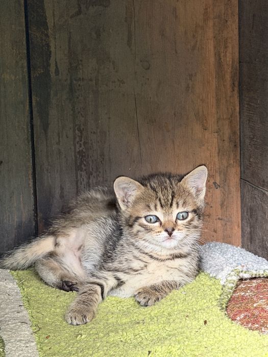 Отдам котят в добрые руки (девочки)
