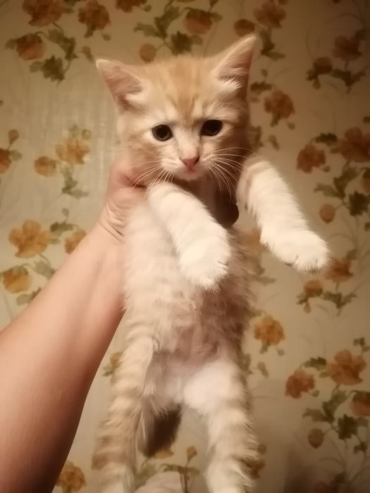 Отдам красивых котят