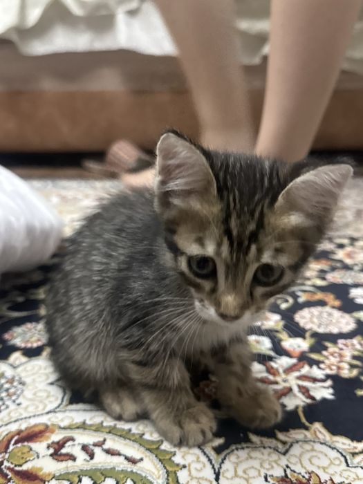 Котенок двухмесячный
