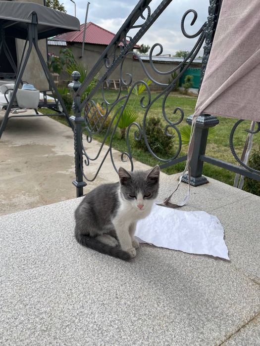 Котята отдам даром