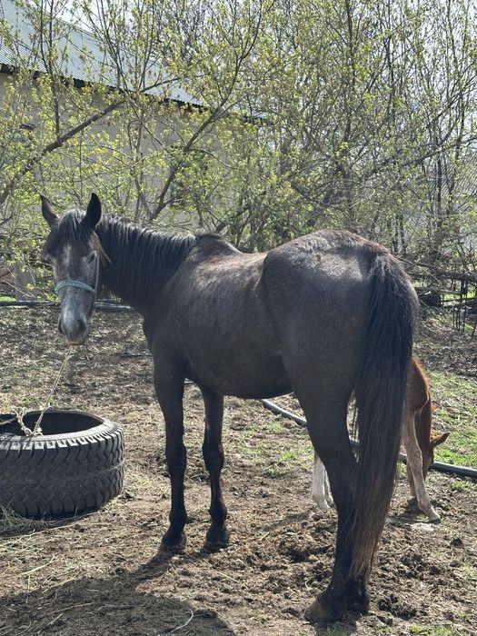 Бие құлынымен сатылады