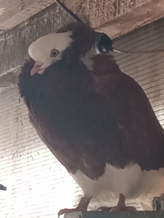 Vând porumbei Capucini