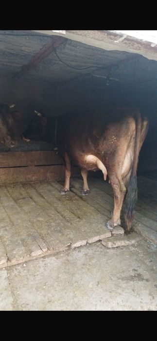 Продам дойную корову