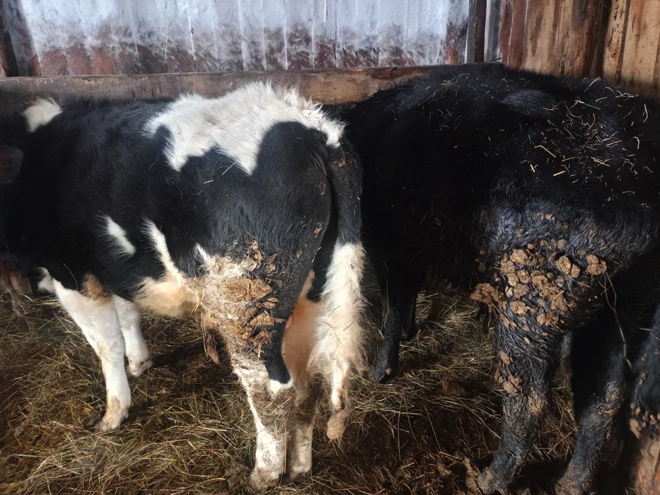 Продам двух бычков с откорма.