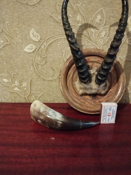 Продается сувенир- рога джейрана натуральные, сделаны в СССР