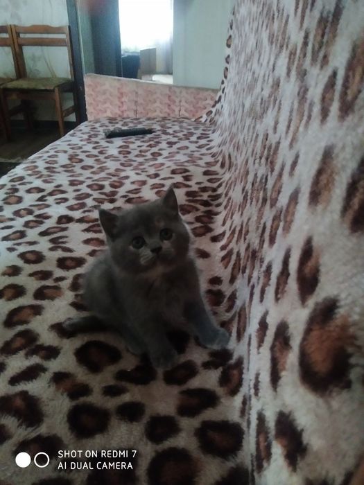 Породистые котята, британцы