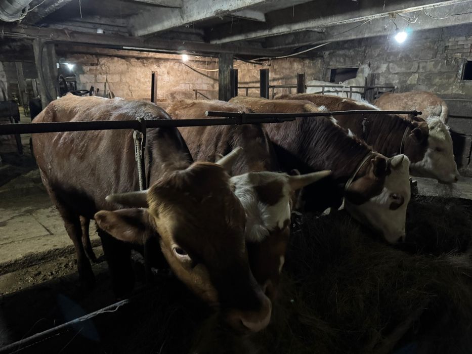 Откорм бычки 1 годовалые бұқа ақбас,