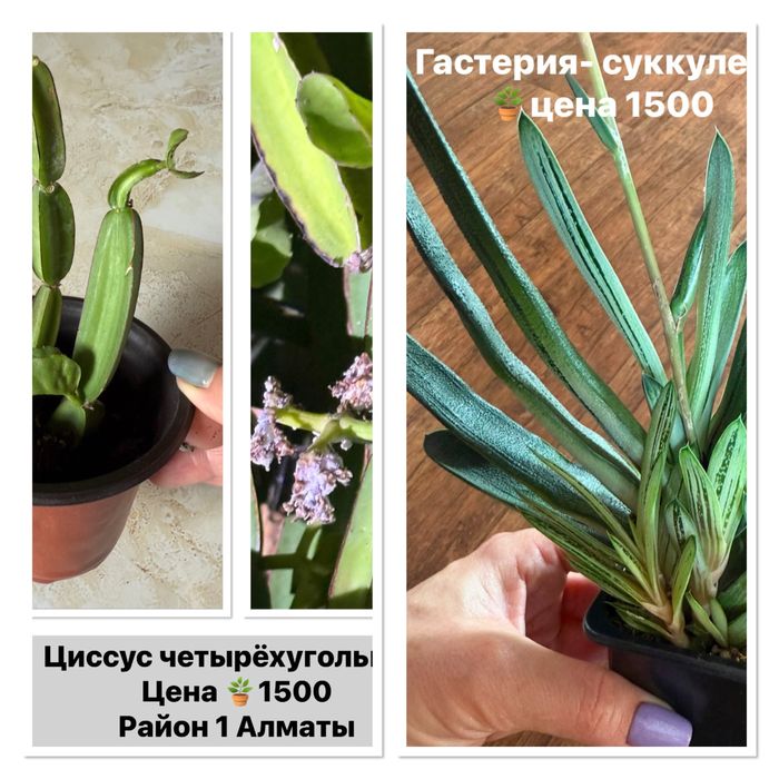 Продам комнатные цветы ,