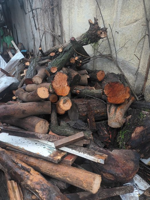 Урик утин мевали дарахт