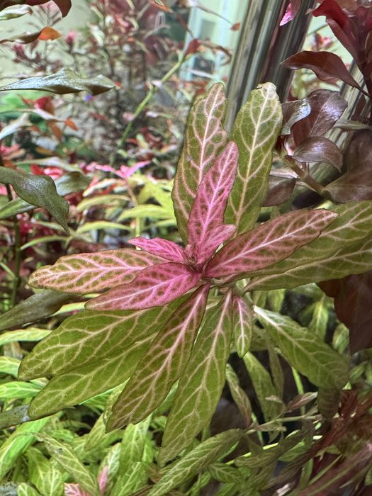 Гигрофила Розанервиг узорчатая