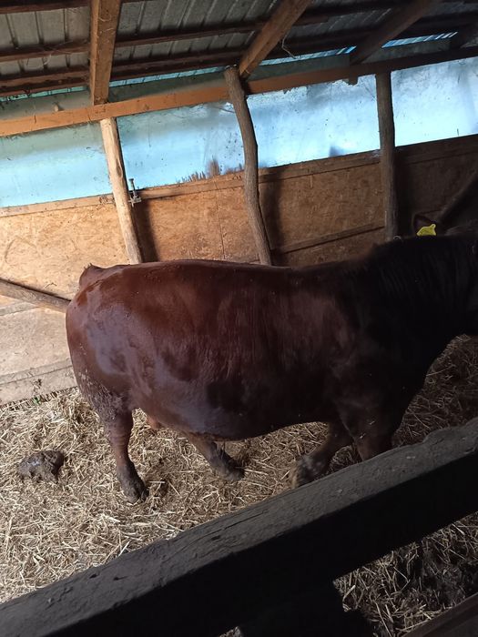 Taur angus 10 luni