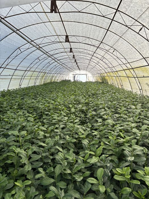 ЛАВРОВИШНА за продан!