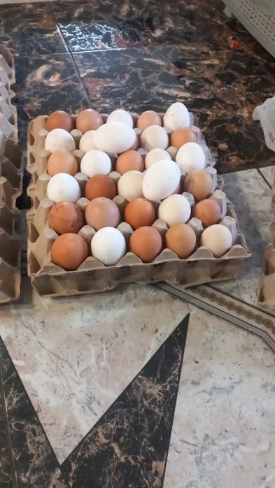 oua de găini de curte de consum sau incubare.si găini de carne