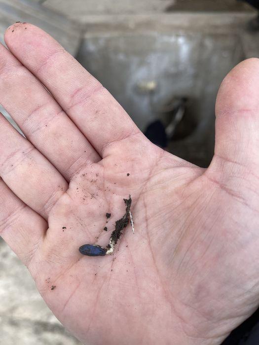 Samanta Floarea Soarelui certificata 2026