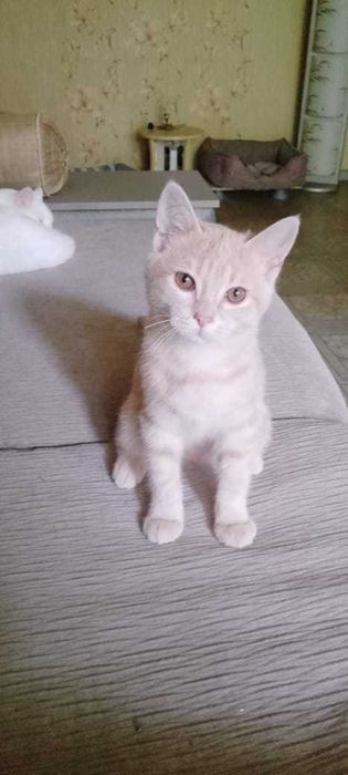 Милые котята, на выбор!
