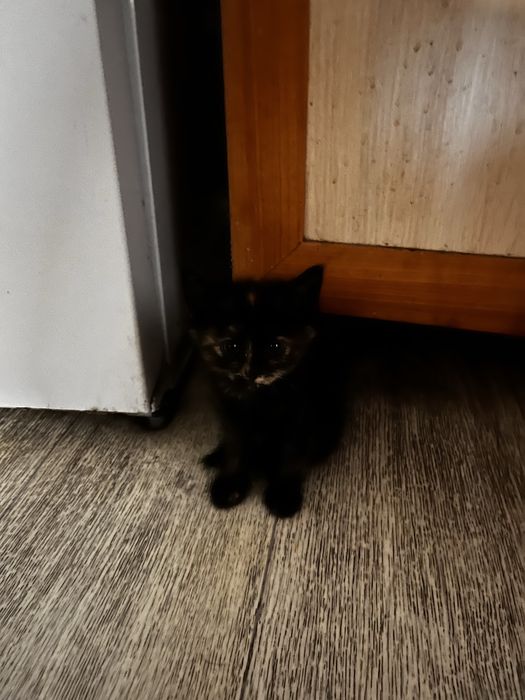 Отдам котят бесплатно