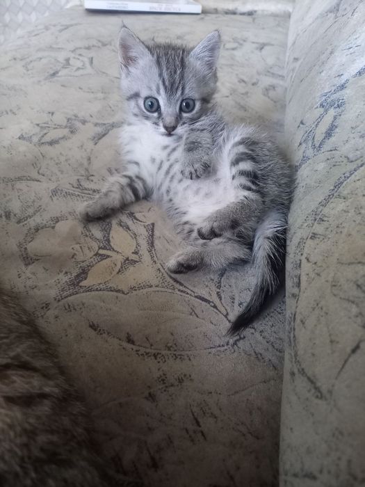 Отдам котенка в добрые руки