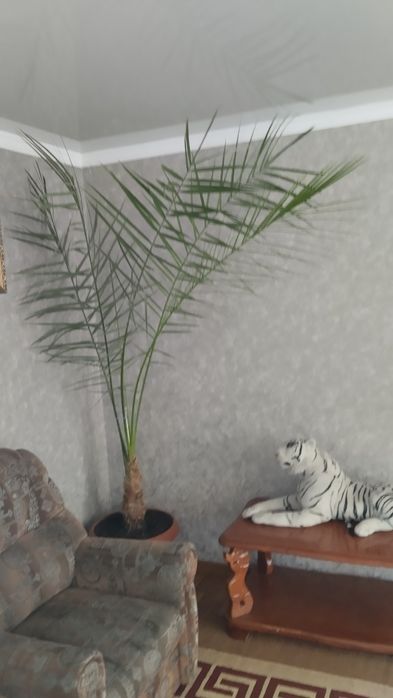 Финиковая пальма