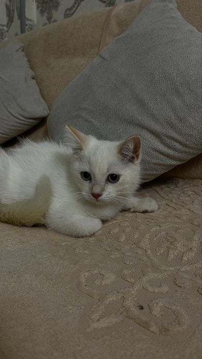 Голубоглазый котёнок Scottish Straight — мальчик