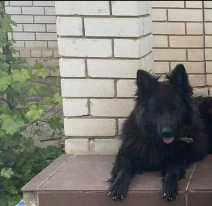 Продам щенков немецкой овчарки