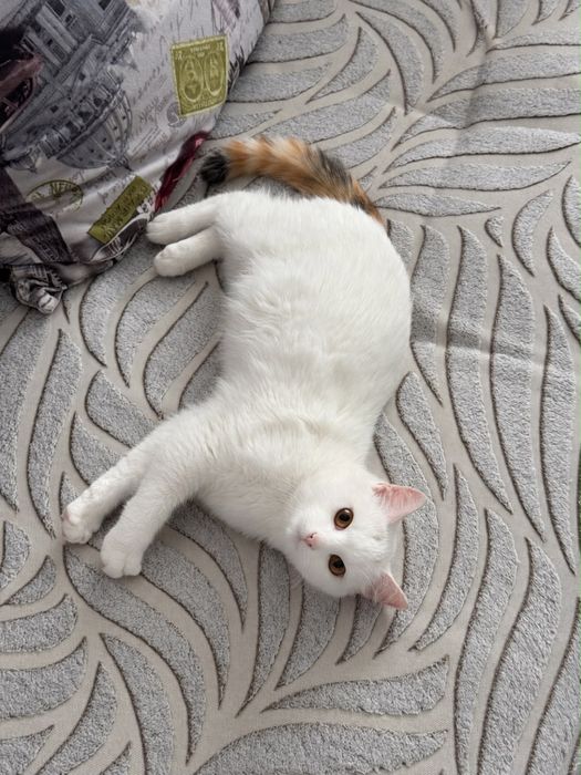 Отдадим котенка, девочка (6 мес)