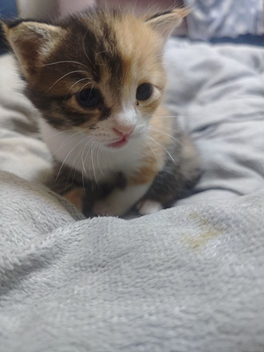 Отдаем котят в хорошие руки!