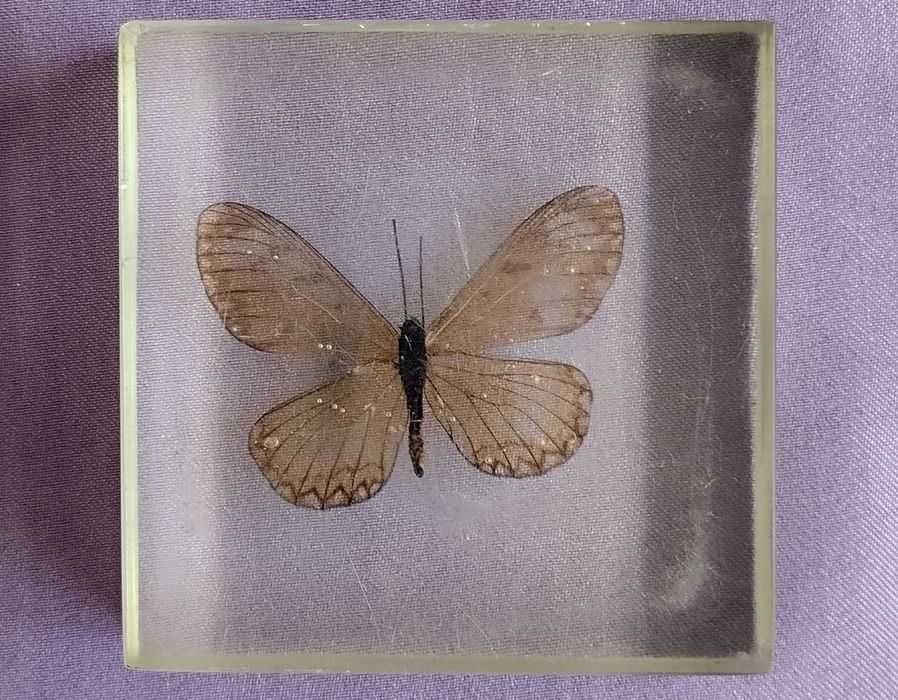 стара пеперуда в смола