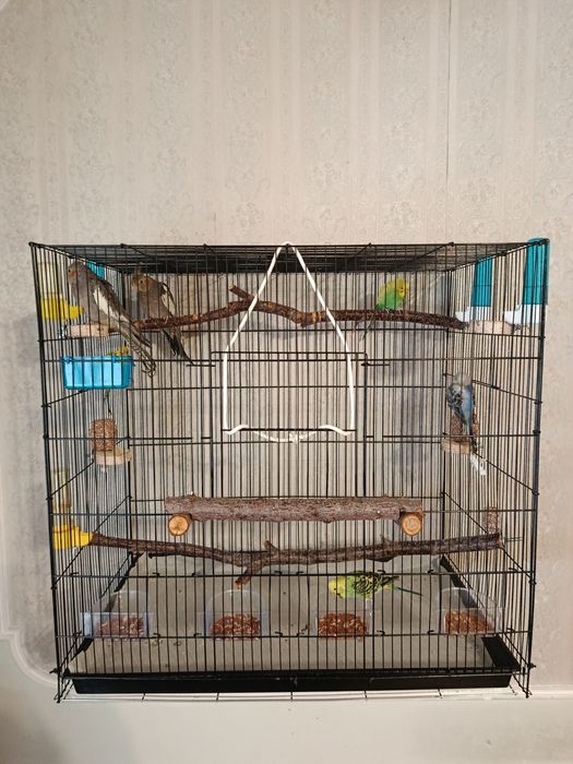 Клетка с попугаями