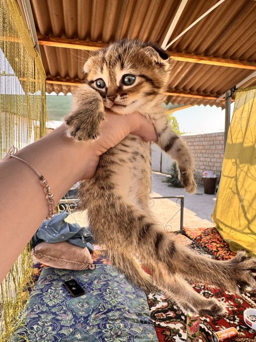 Вислоухие котята скотиш- страйт и скотиш-фолд