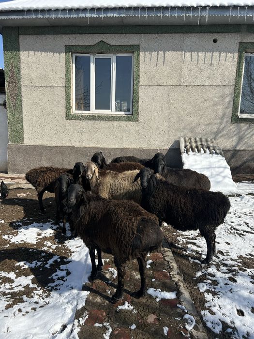Элитные бараны Арашан на продажу