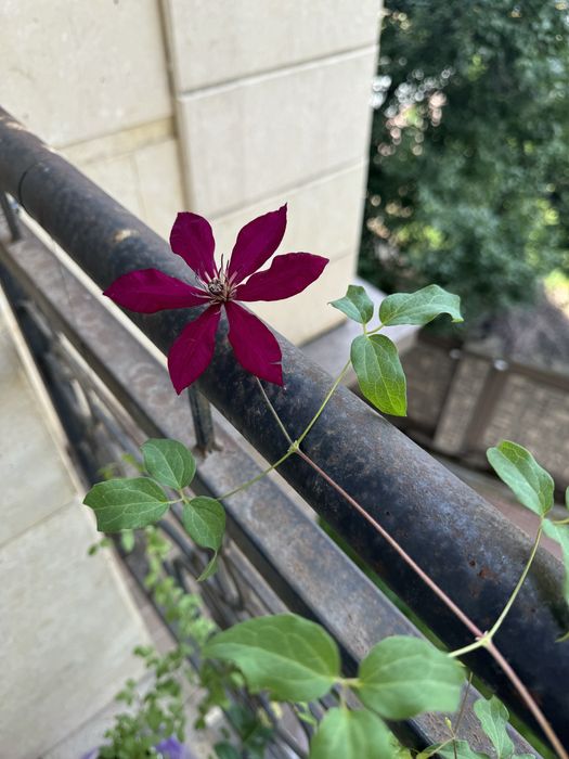 Клеиатис бордовый