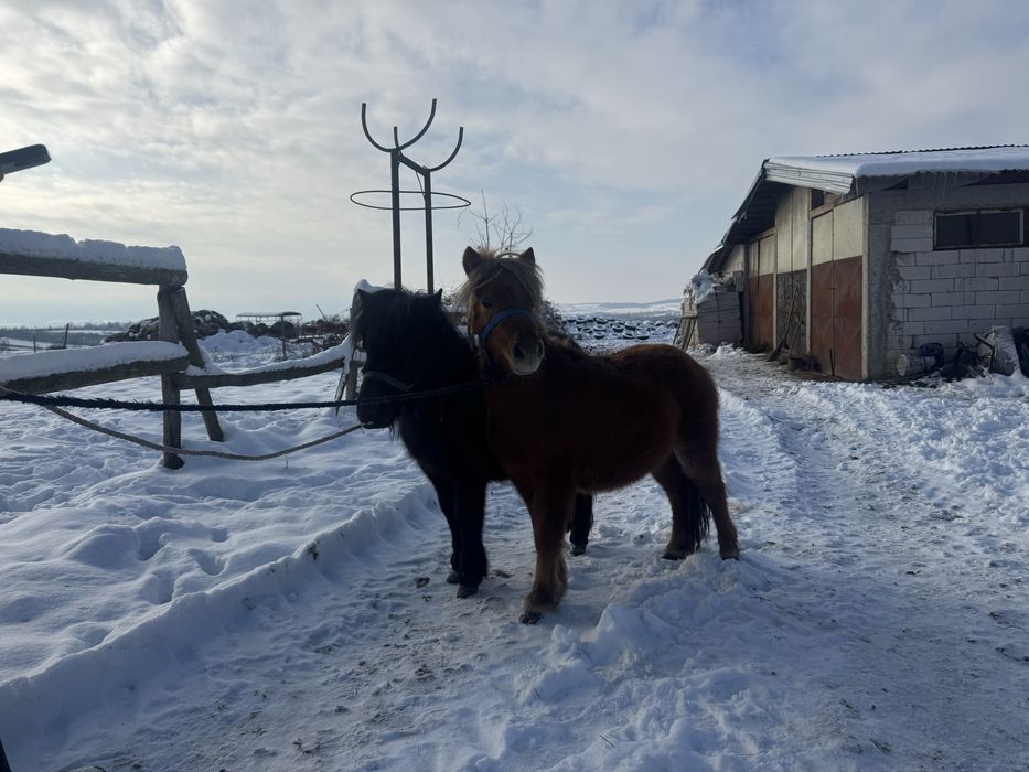 Vand  pereche de mini ponei