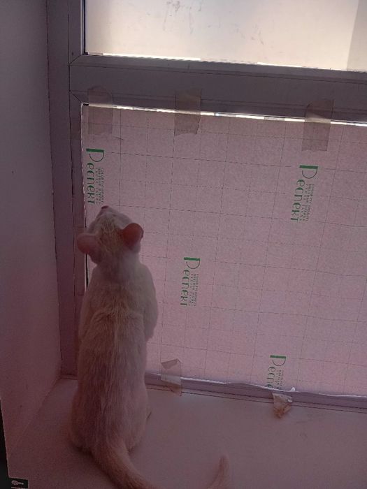 Отдам бесплатно котёнок