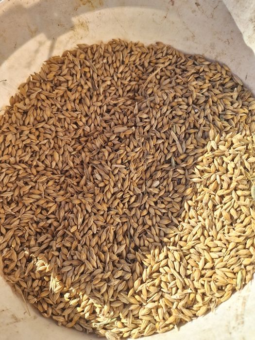 Orzoaica si grau de vanzare