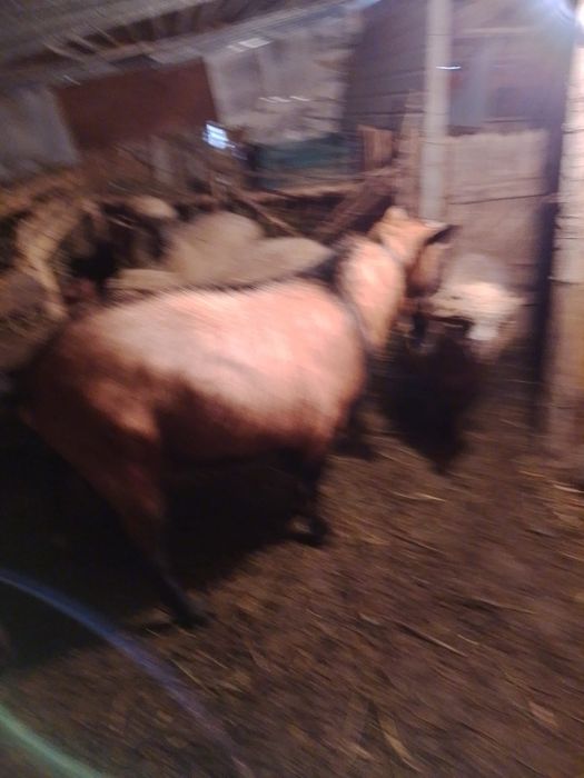 Vand tap alpin francez