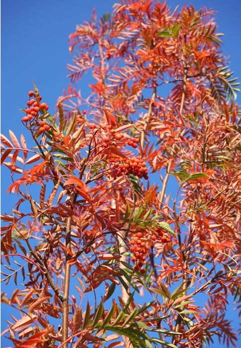 Scovus -Sorbus dodong Frunze rosi