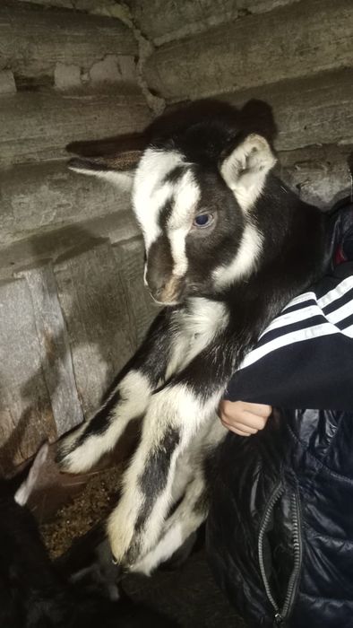 Продаются козлята