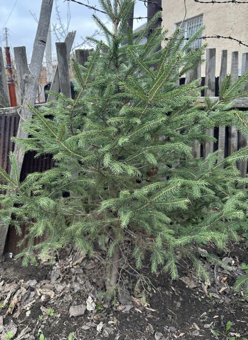 Продаем боровские ели