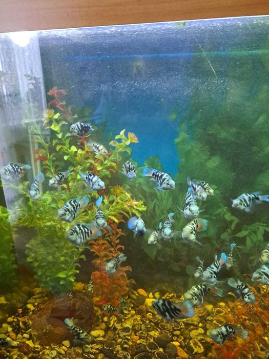 продам аквариумных рыбок