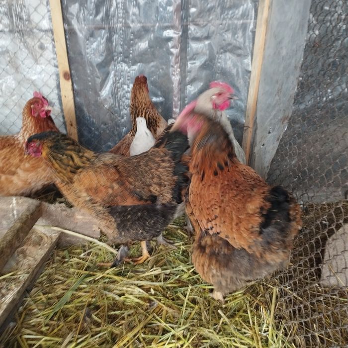 Продам куры домашние