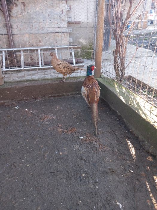 Vând fazani maturi.