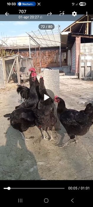 Gigant qora shaxzoda