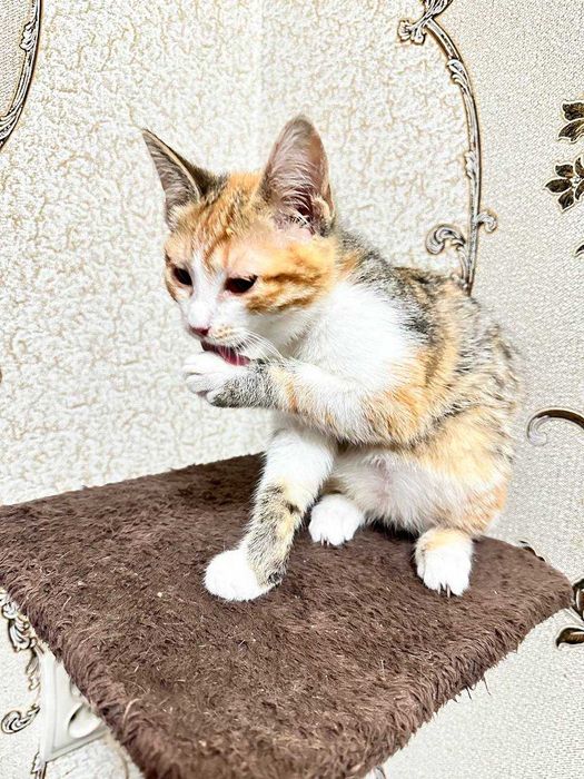 Отдам котят даром