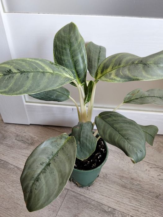 Продаются комнатные цветы от 2000 тенге