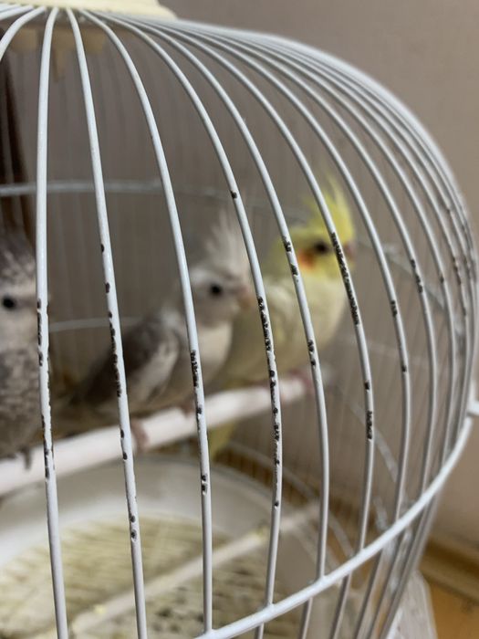 Papagal Nimfa (fete)