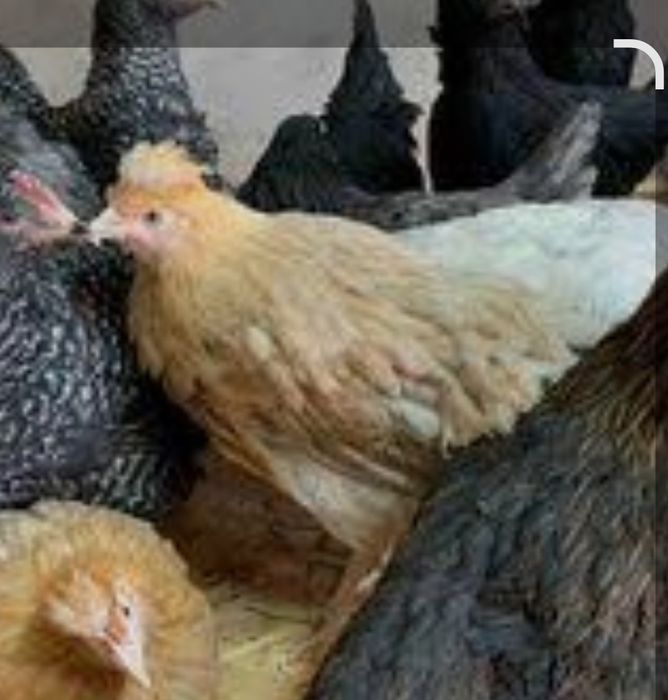 Продам молодых курочек