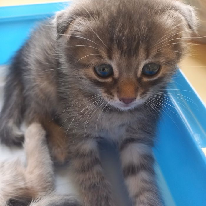 Вислоухие котята 1 мес мальчик и девочка